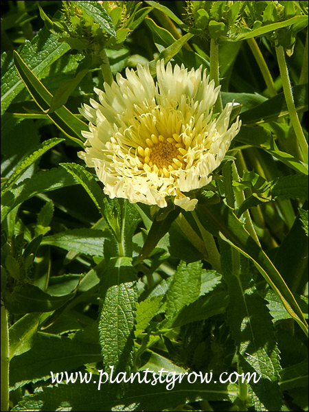 The unusual yellow color of this Stokesia.